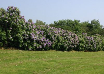 Syrenerne blomstrer.