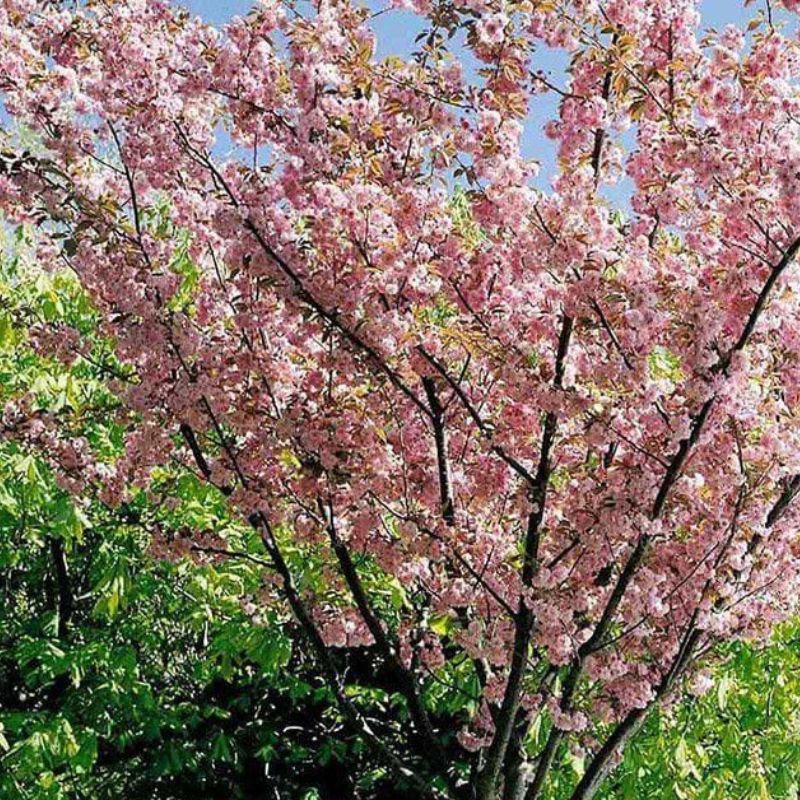 Prunus Serrulata 