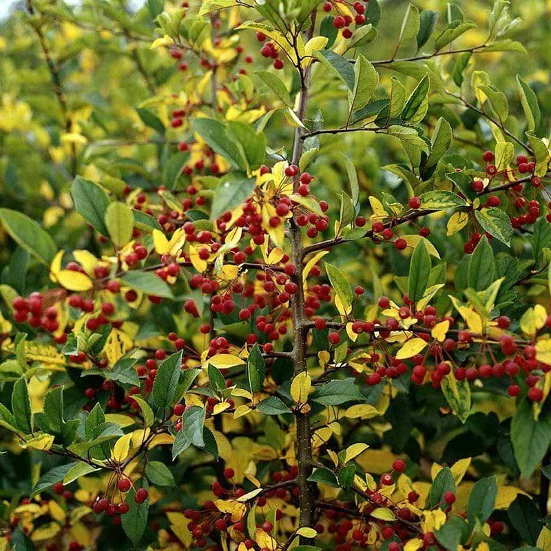 Parrotia Persica